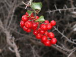 Common Smilax